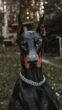 Profile picture for user JohnReesnkv