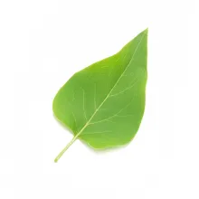Profile picture for user bjencks