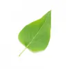 Profile picture for user bjencks